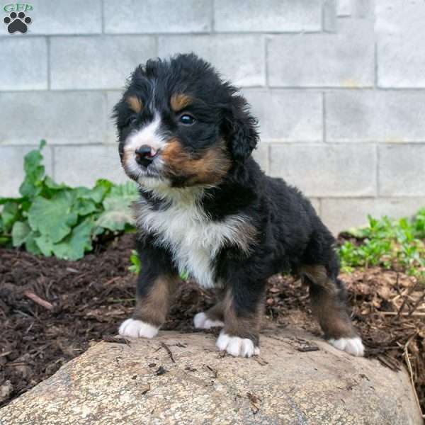 Tommy, Bernedoodle Puppy